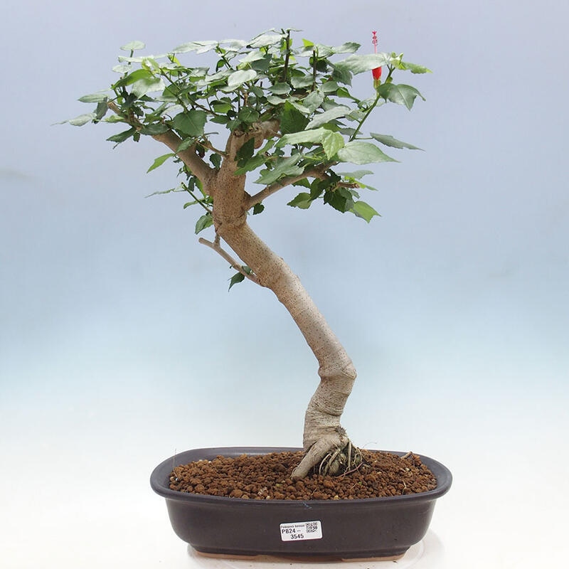 Bonsai do wnętrz - Malvaviscus arboreus - hibiskus drzewny + książka SUISEKI Gratis