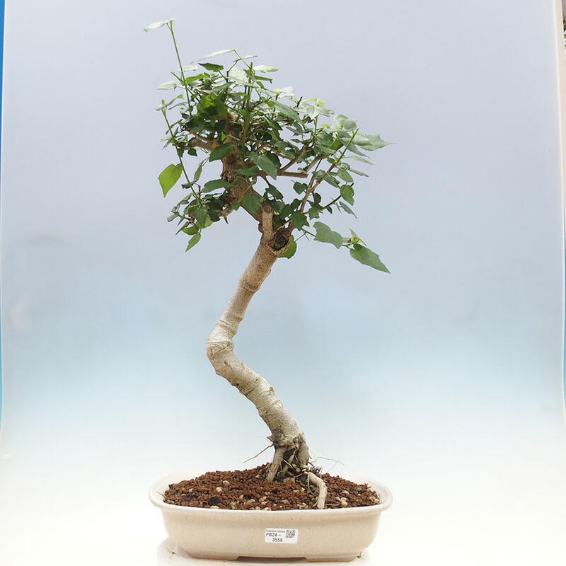 Bonsai do wnętrz - Malvaviscus arboreus - hibiskus drzewny + książka SUISEKI Gratis