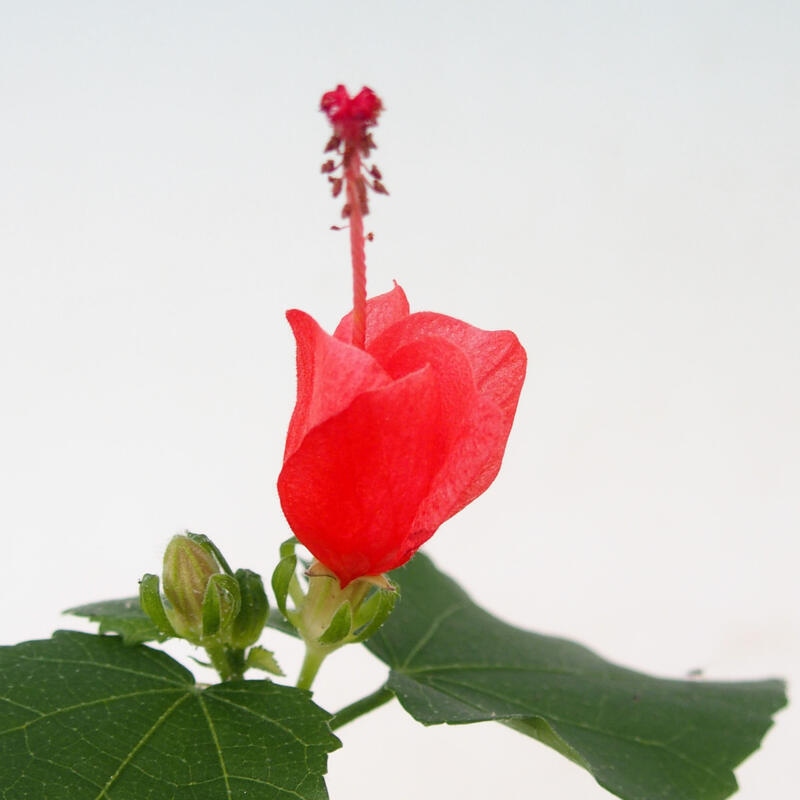 Bonsai do wnętrz - Malvaviscus arboreus - hibiskus drzewny + książka SUISEKI Gratis