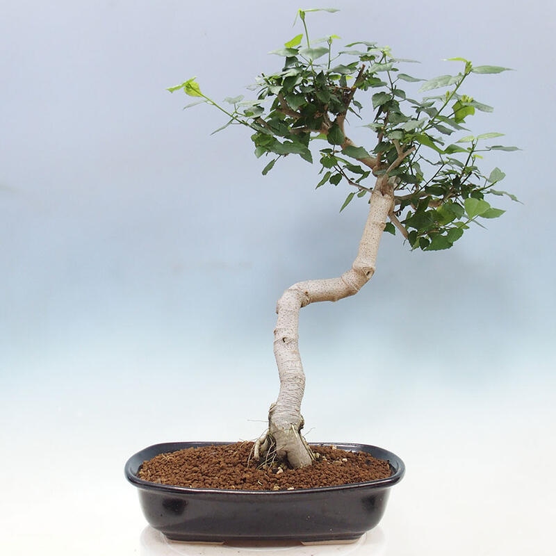 Bonsai do wnętrz - Malvaviscus arboreus - hibiskus drzewny + książka SUISEKI Gratis