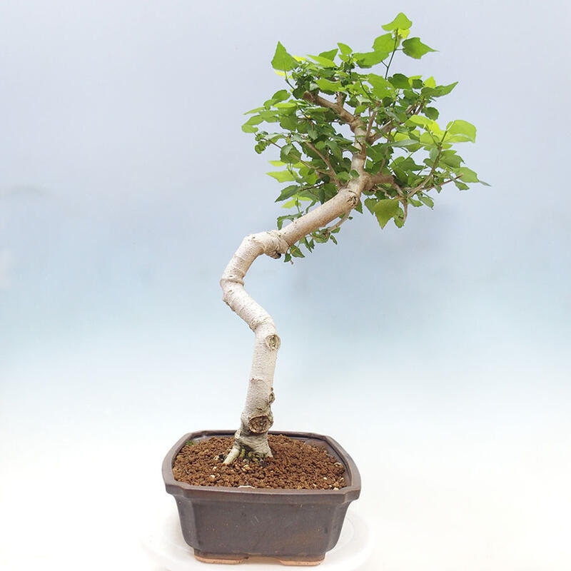 Bonsai do wnętrz - Malvaviscus arboreus - hibiskus drzewny + książka SUISEKI Gratis