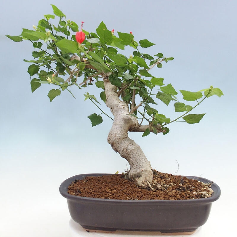 Bonsai do wnętrz - Malvaviscus arboreus - hibiskus drzewny + książka SUISEKI Gratis