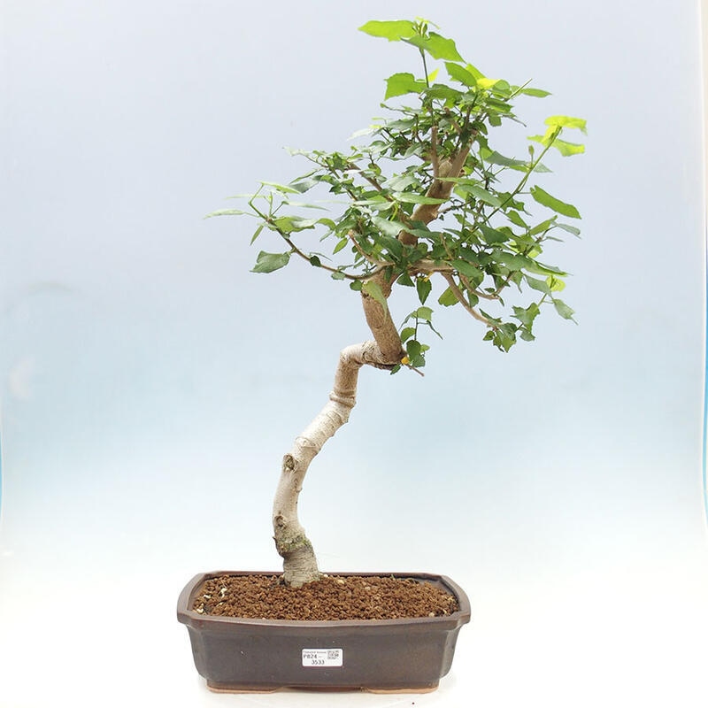 Bonsai do wnętrz - Malvaviscus arboreus - hibiskus drzewny + książka SUISEKI Gratis