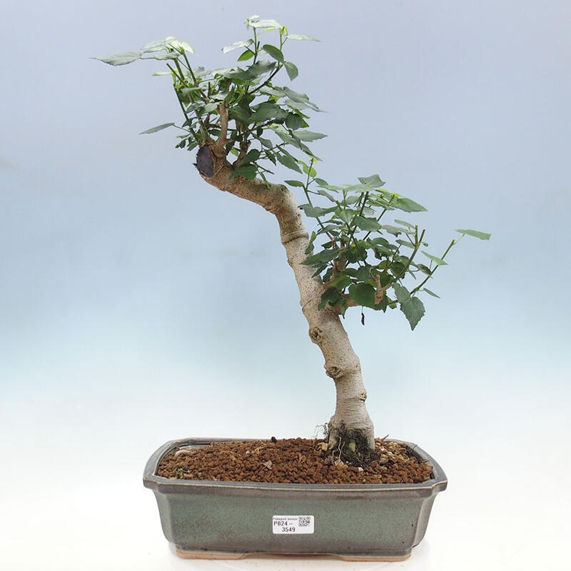 Bonsai do wnętrz - Malvaviscus arboreus - hibiskus drzewny + książka SUISEKI Gratis