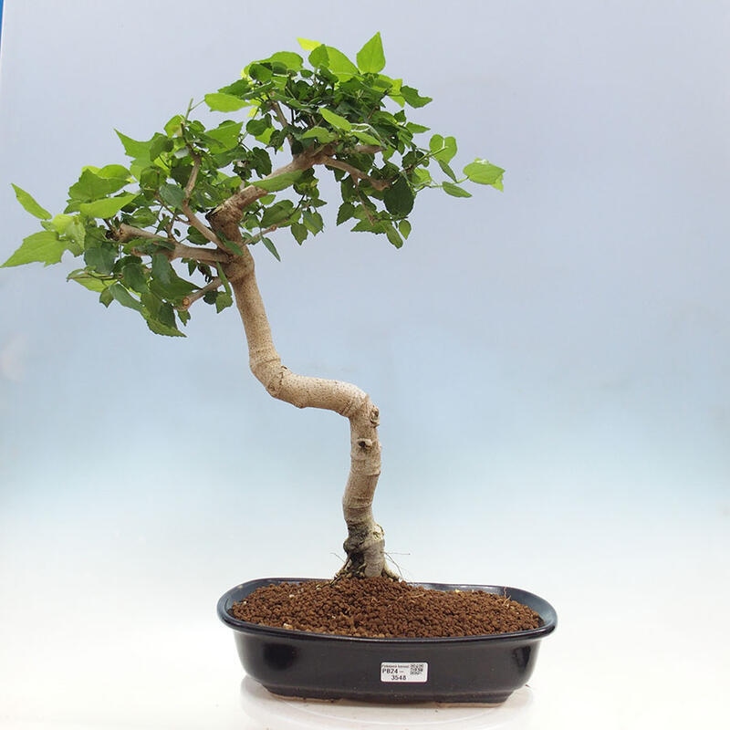 Bonsai do wnętrz - Malvaviscus arboreus - hibiskus drzewny + książka SUISEKI Gratis