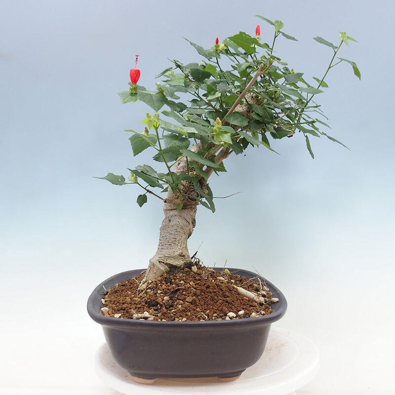 Bonsai do wnętrz - Malvaviscus arboreus - hibiskus drzewny + książka SUISEKI Gratis