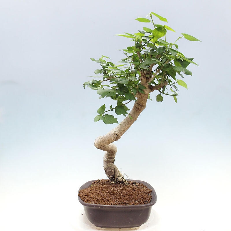 Bonsai do wnętrz - Malvaviscus arboreus - hibiskus drzewny + książka SUISEKI Gratis