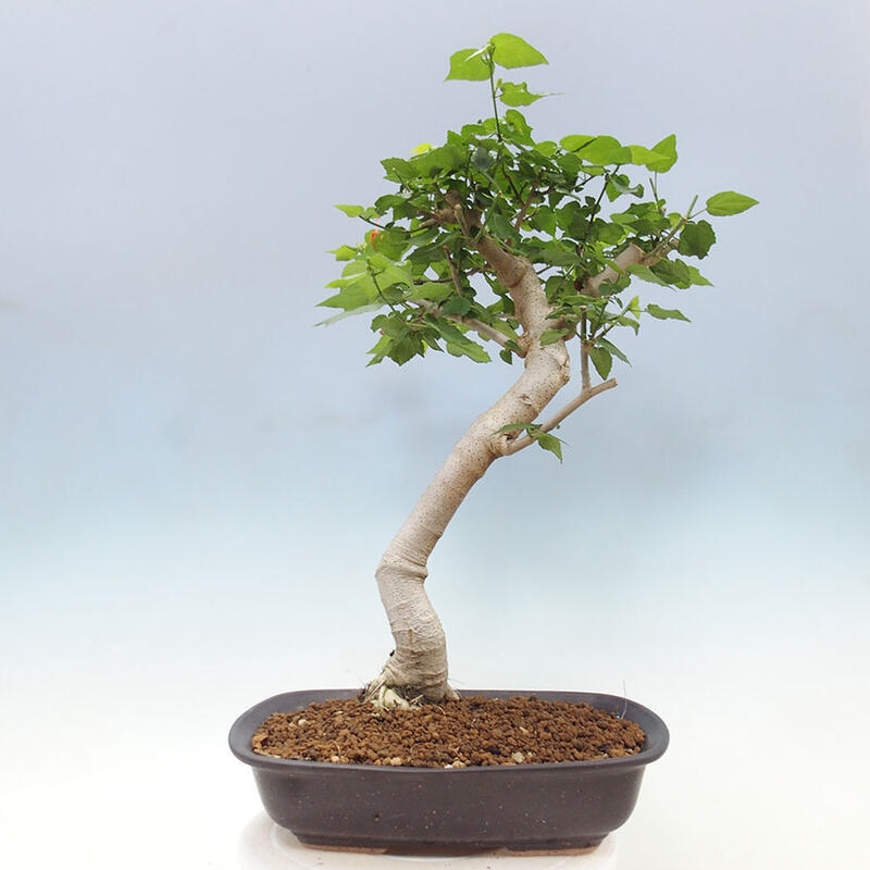 Bonsai do wnętrz - Malvaviscus arboreus - hibiskus drzewny + książka SUISEKI Gratis