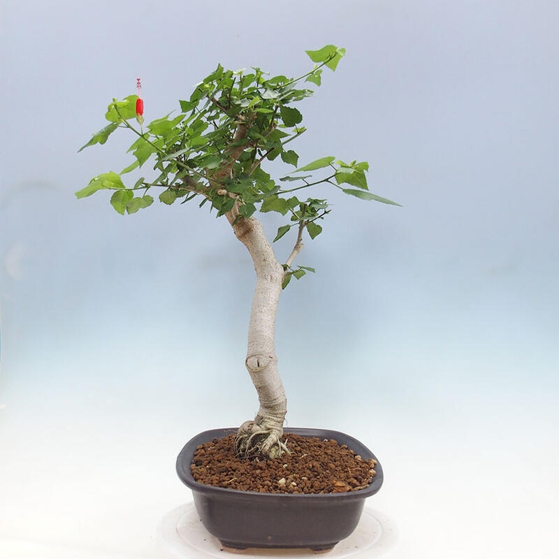 Bonsai do wnętrz - Malvaviscus arboreus - hibiskus drzewny + książka SUISEKI Gratis