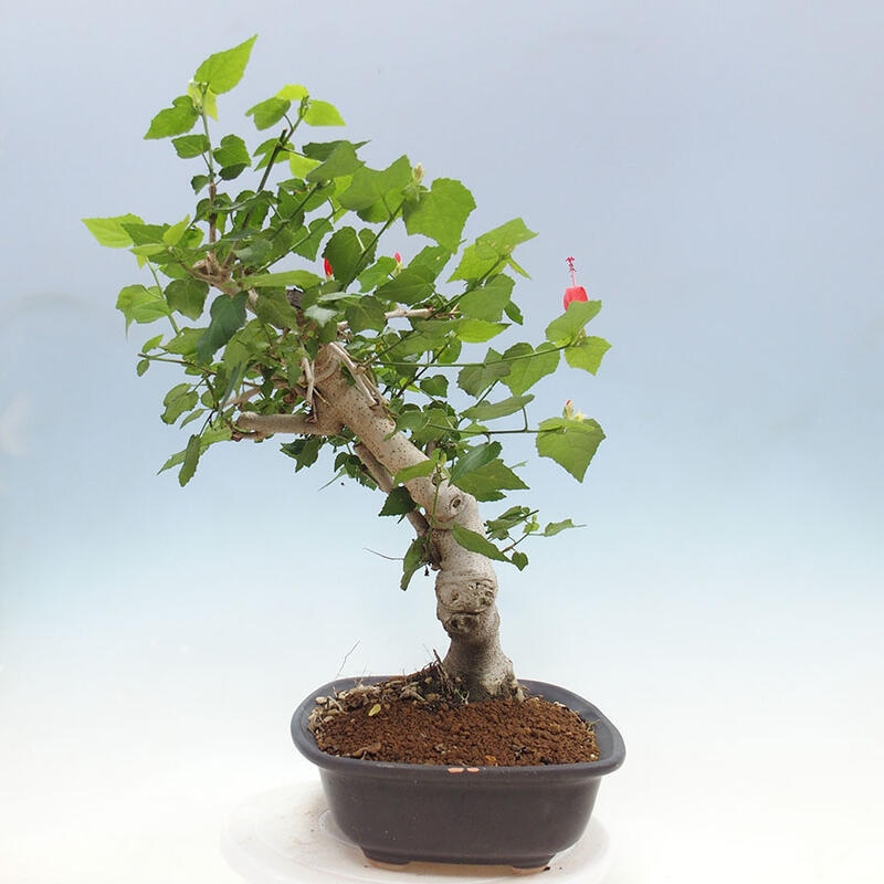 Bonsai do wnętrz - Malvaviscus arboreus - hibiskus drzewny + książka SUISEKI Gratis