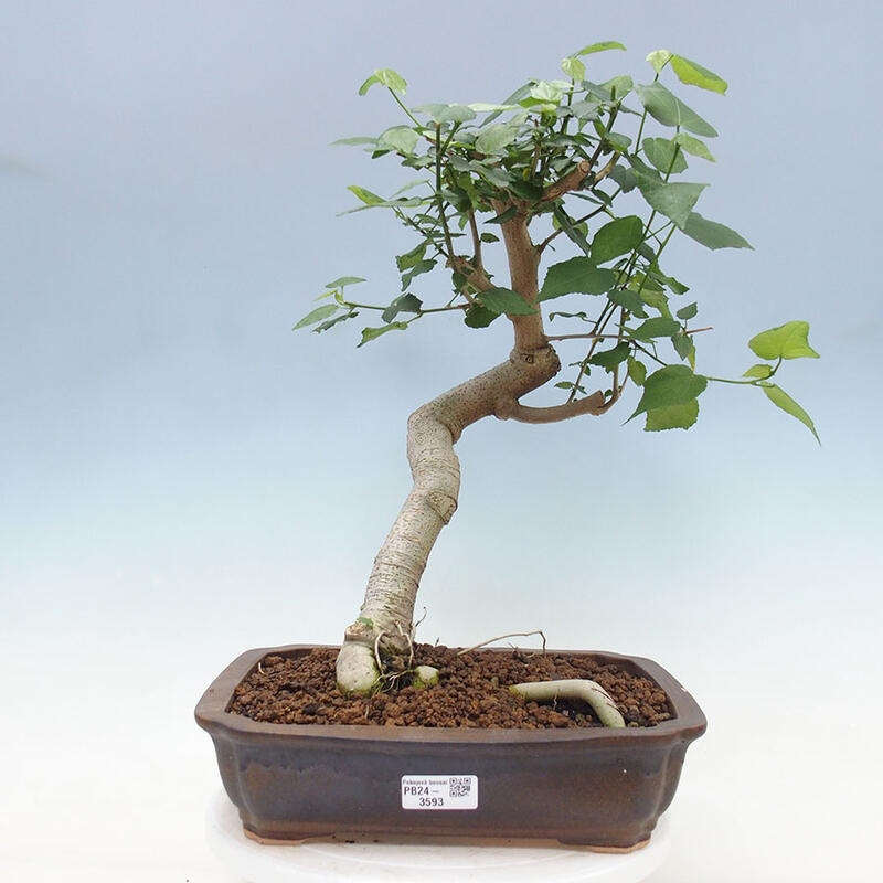 Bonsai do wnętrz - Malvaviscus arboreus - hibiskus drzewny + książka SUISEKI Gratis