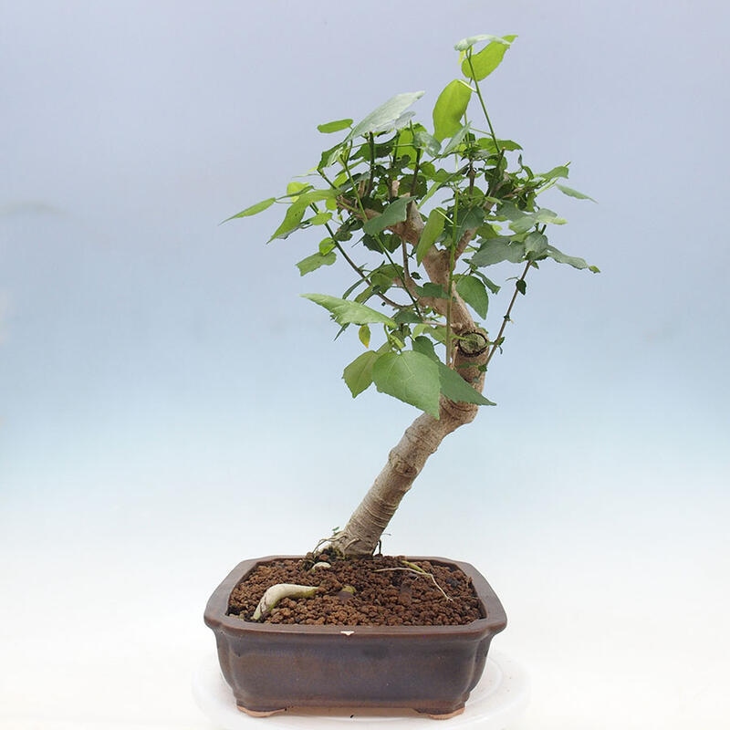 Bonsai do wnętrz - Malvaviscus arboreus - hibiskus drzewny + książka SUISEKI Gratis