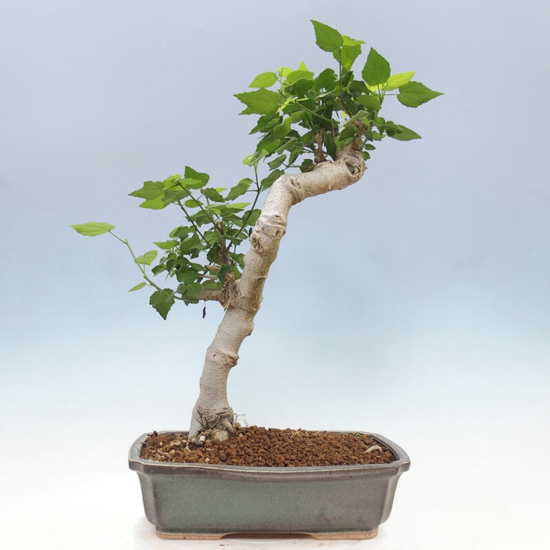 Bonsai do wnętrz - Malvaviscus arboreus - hibiskus drzewny + książka SUISEKI Gratis