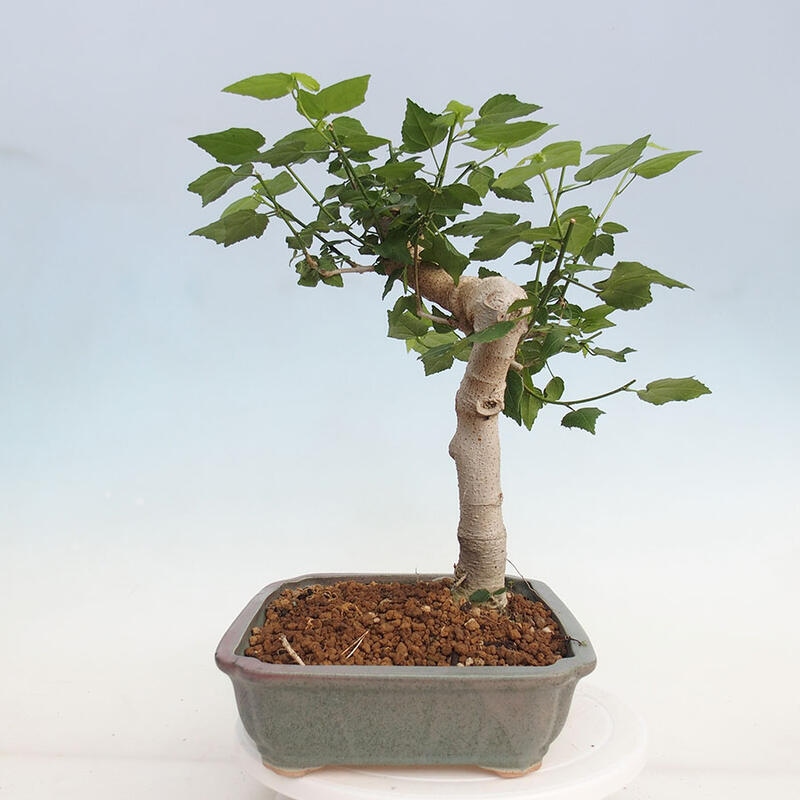 Kryte bonsai - Malvaviscus arboreus - hibiskus drzewny