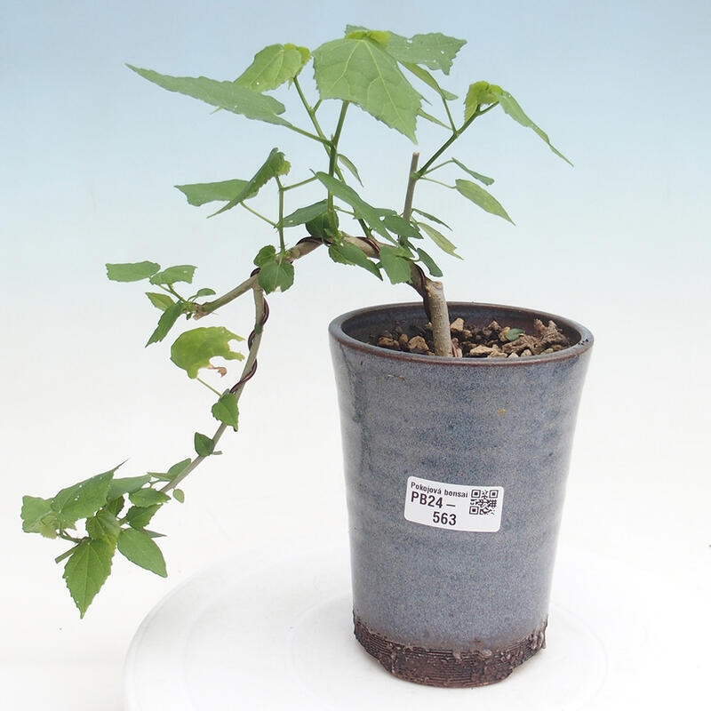 Kryte bonsai - Malvaviscus arboreus - hibiskus drzewny