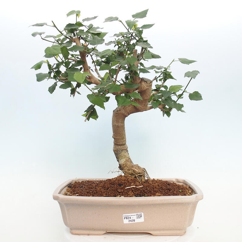 Kryte bonsai - Malvaviscus arboreus - hibiskus drzewny