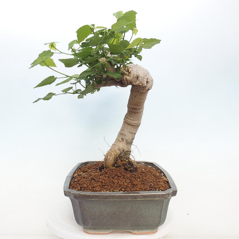 Kryte bonsai - Malvaviscus arboreus - hibiskus drzewny