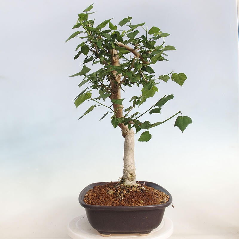 Kryte bonsai - Malvaviscus arboreus - hibiskus drzewny