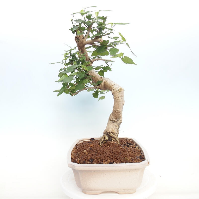 Kryte bonsai - Malvaviscus arboreus - hibiskus drzewny