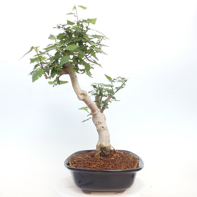 Kryte bonsai - Malvaviscus arboreus - hibiskus drzewny