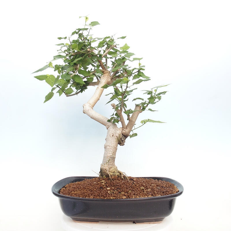 Kryte bonsai - Malvaviscus arboreus - hibiskus drzewny