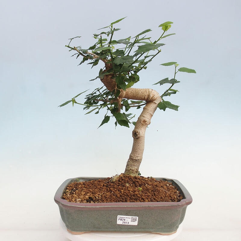 Kryte bonsai - Malvaviscus arboreus - hibiskus drzewny