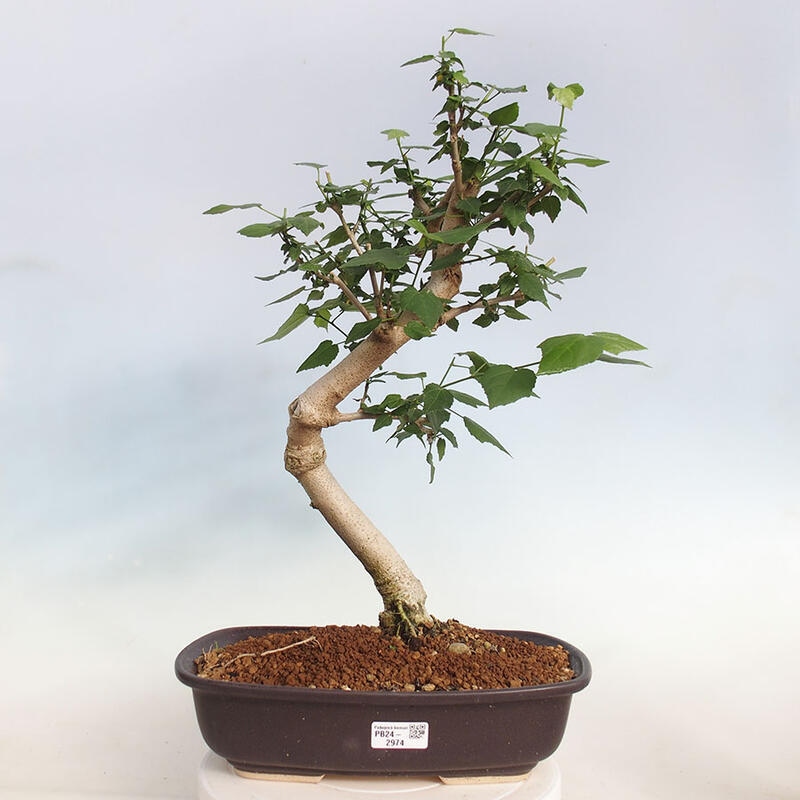 Kryte bonsai - Malvaviscus arboreus - hibiskus drzewny