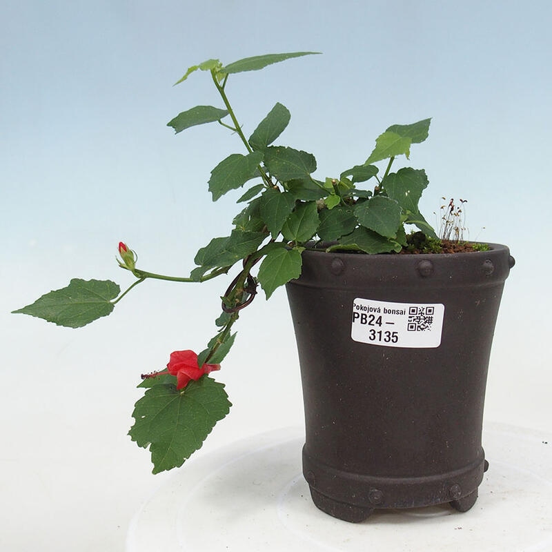 Kryte bonsai - Malvaviscus arboreus - hibiskus drzewny