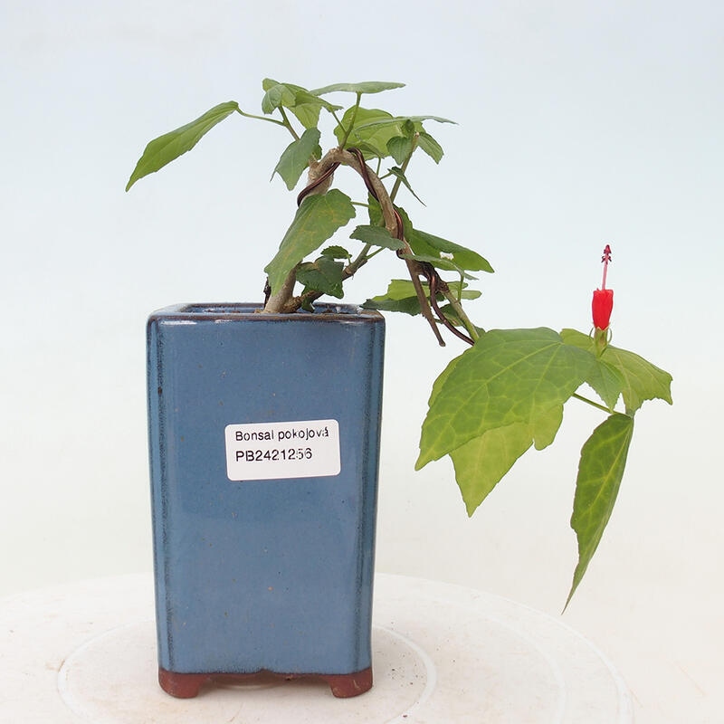 Kryte bonsai - Malvaviscus arboreus - hibiskus drzewny