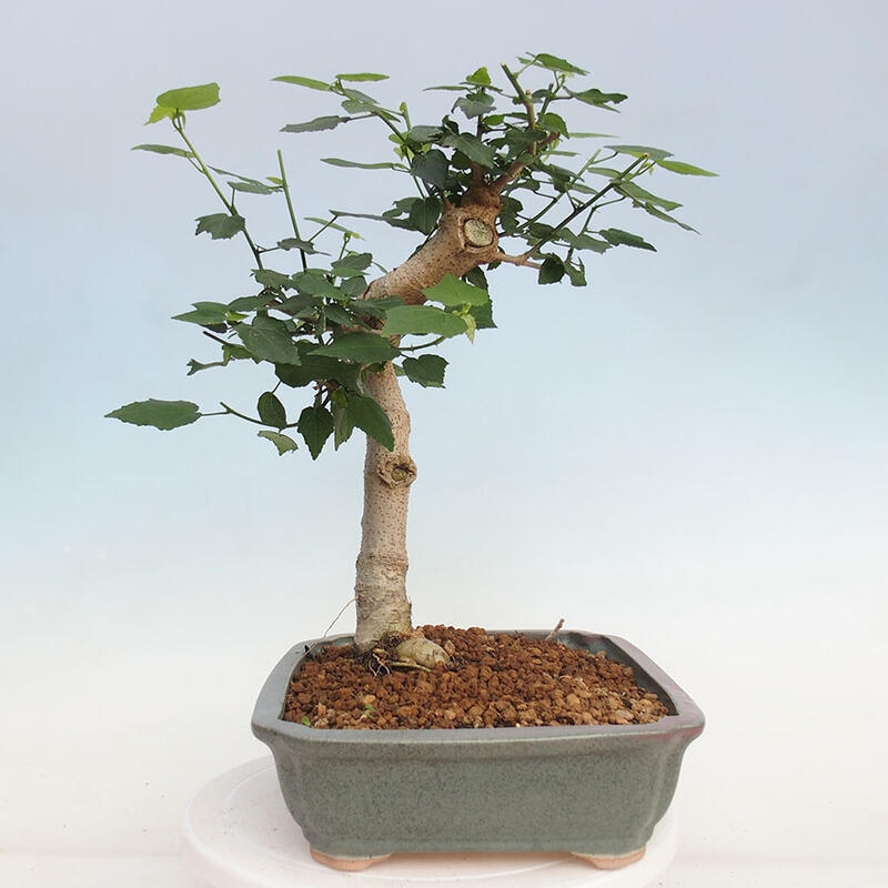 Kryte bonsai - Malvaviscus arboreus - hibiskus drzewny