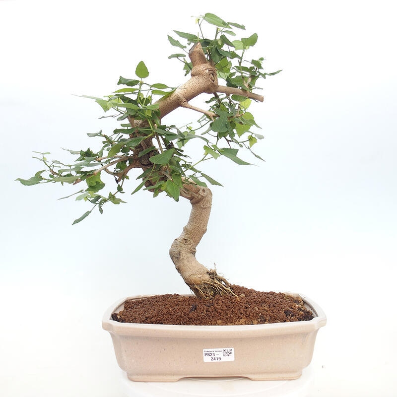 Kryte bonsai - Malvaviscus arboreus - hibiskus drzewny