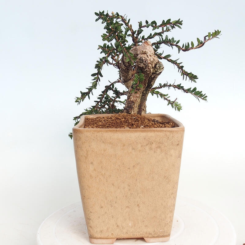 Bonsai do wnętrz - Myrtus communis - Mirt pospolity