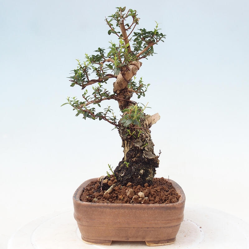 Bonsai do wnętrz - Myrtus communis - Mirt pospolity