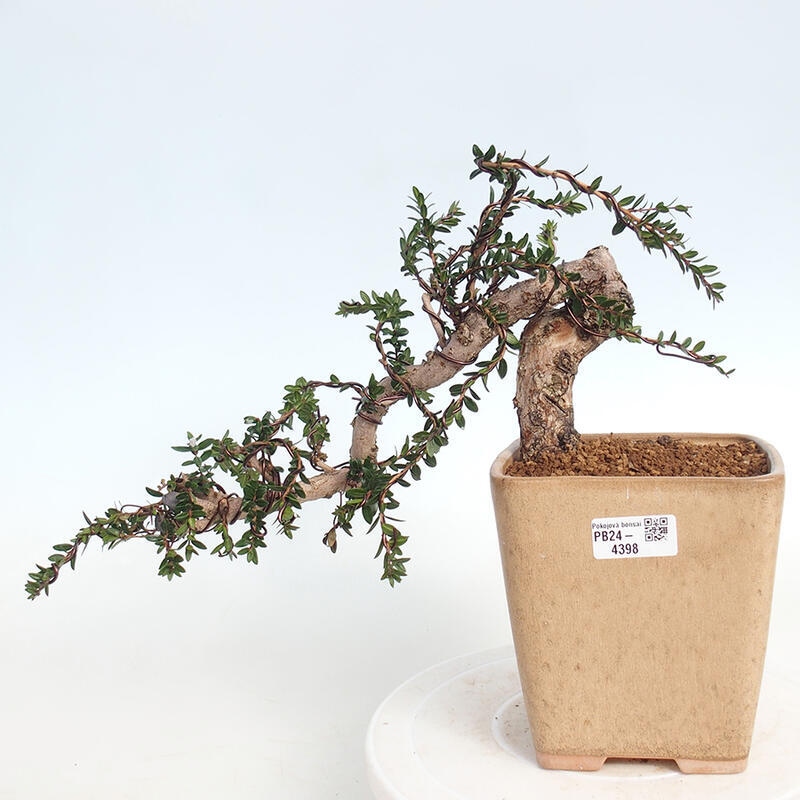 Bonsai do wnętrz - Myrtus communis - Mirt pospolity