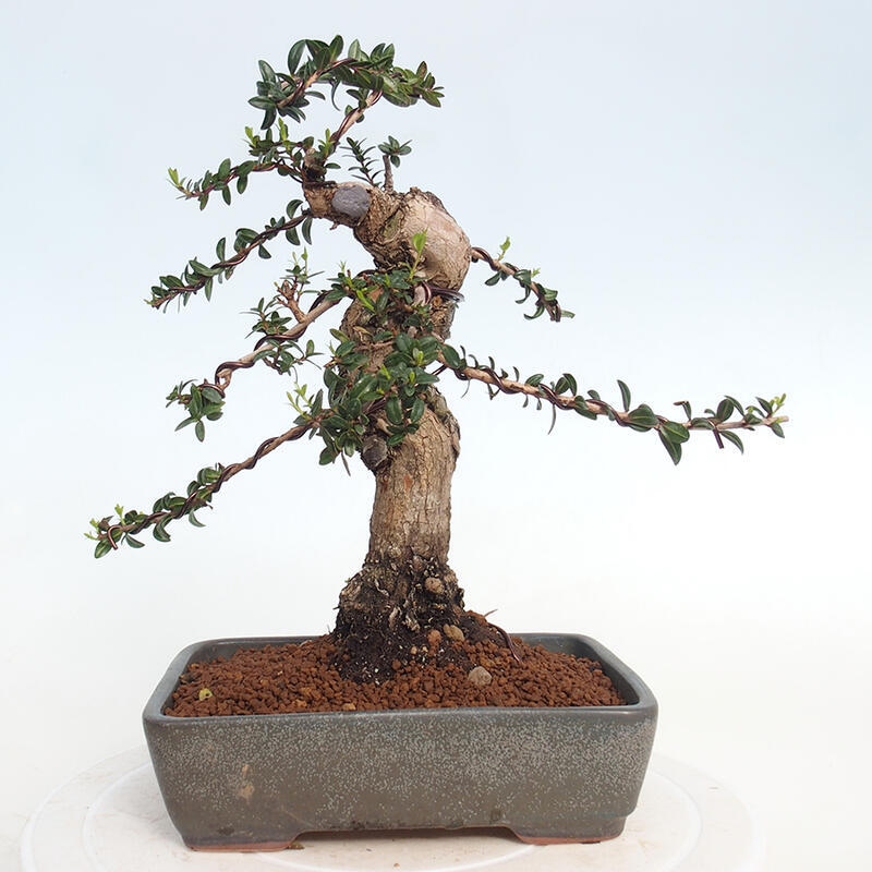 Bonsai do wnętrz - Myrtus communis - Mirt pospolity