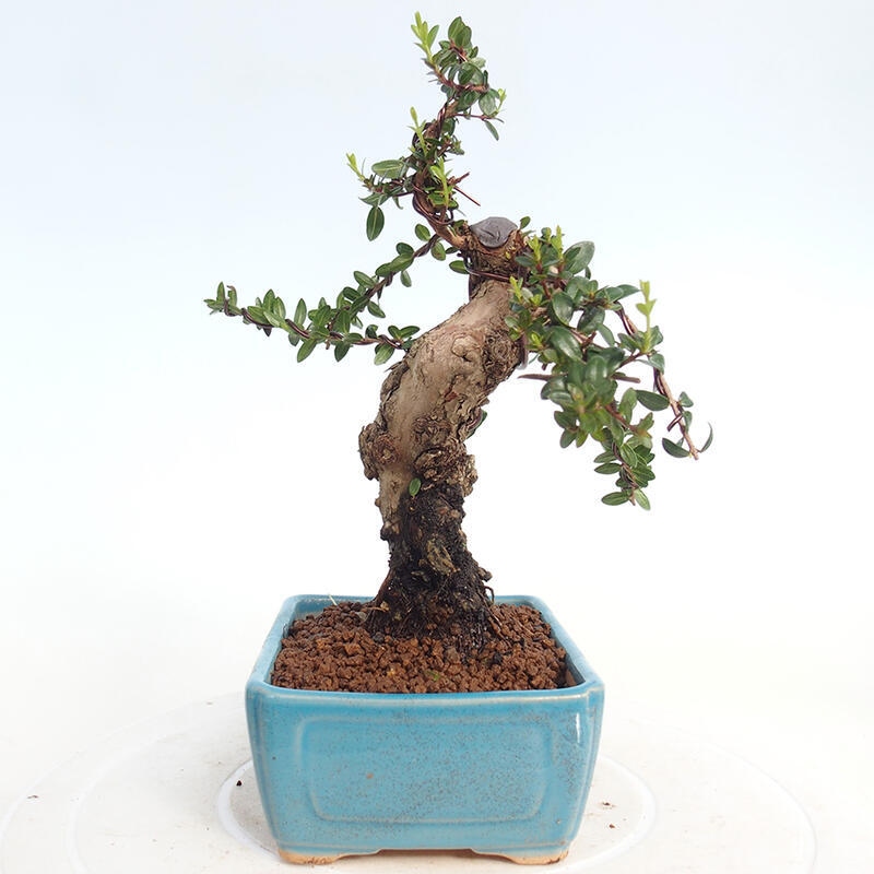 Bonsai do wnętrz - Myrtus communis - Mirt pospolity