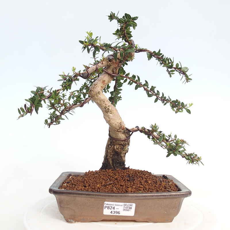 Bonsai do wnętrz - Myrtus communis - Mirt pospolity