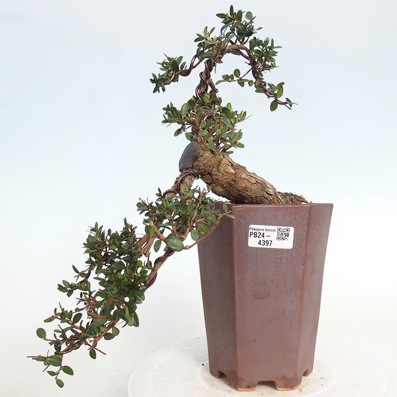 Bonsai do wnętrz - Myrtus communis - Mirt pospolity