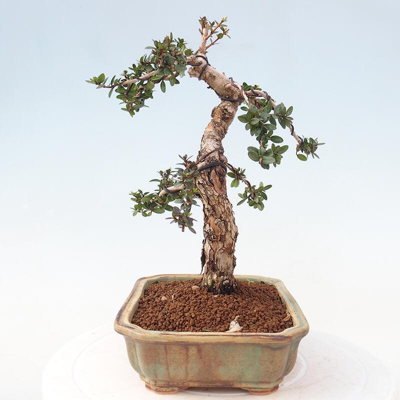 Bonsai do wnętrz - Myrtus communis - Mirt pospolity