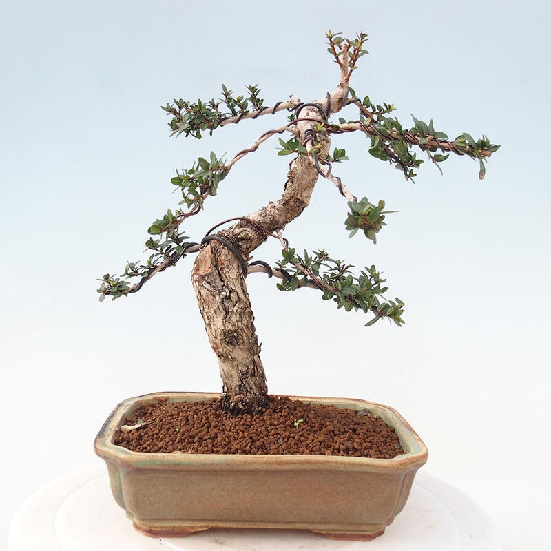 Bonsai do wnętrz - Myrtus communis - Mirt pospolity