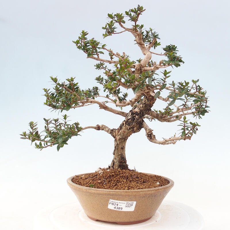 Bonsai do wnętrz - Myrtus communis - Mirt pospolity