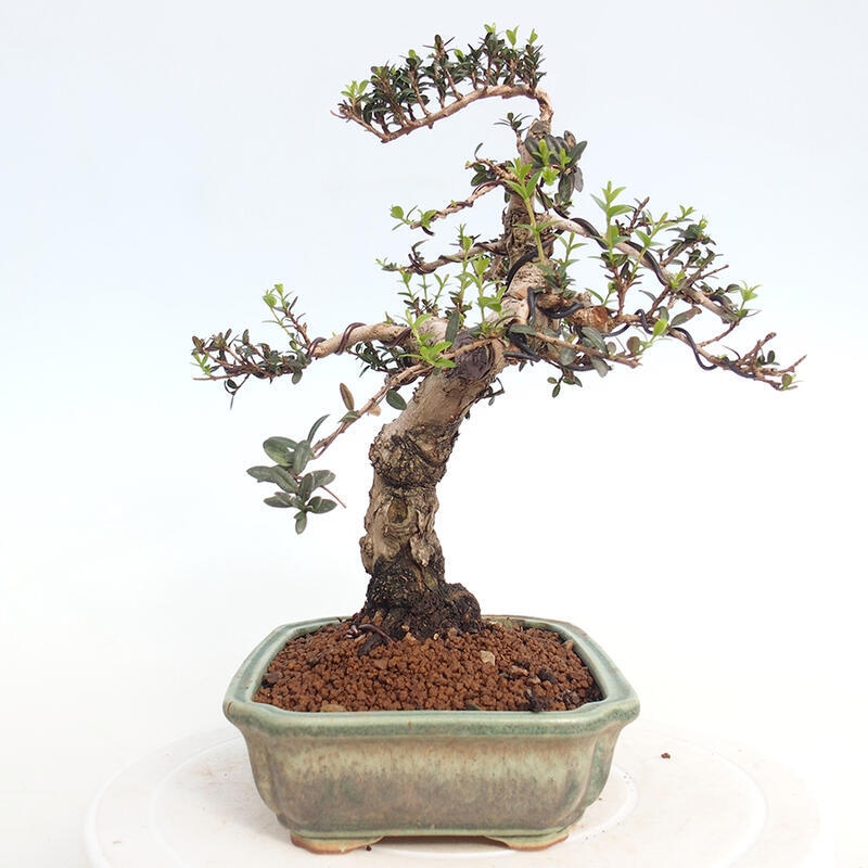 Bonsai do wnętrz - Myrtus communis - Mirt pospolity