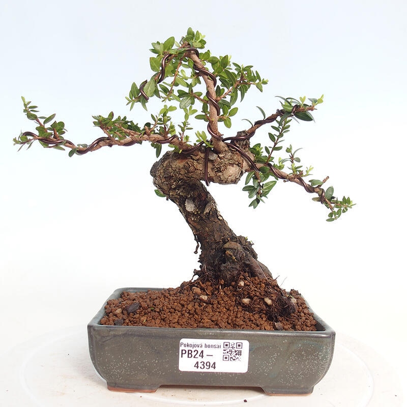 Bonsai do wnętrz - Myrtus communis - Mirt pospolity