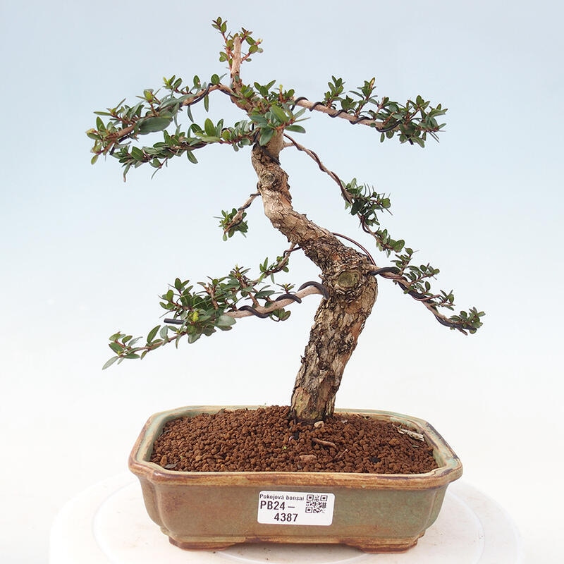 Bonsai do wnętrz - Myrtus communis - Mirt pospolity