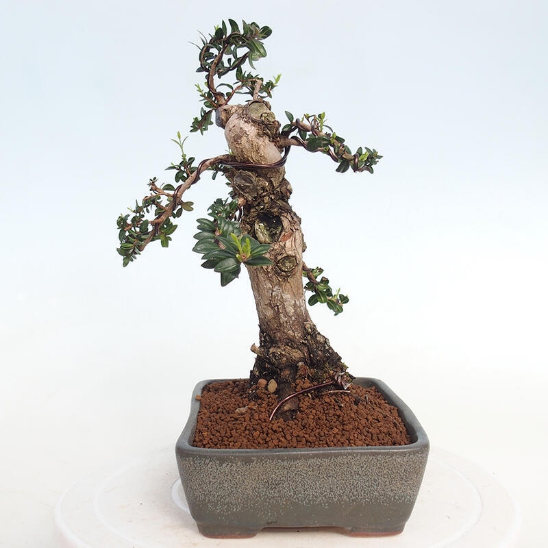 Bonsai do wnętrz - Myrtus communis - Mirt pospolity