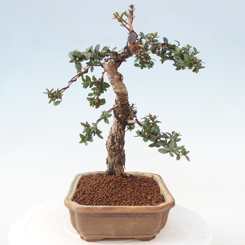 Bonsai do wnętrz - Myrtus communis - Mirt pospolity