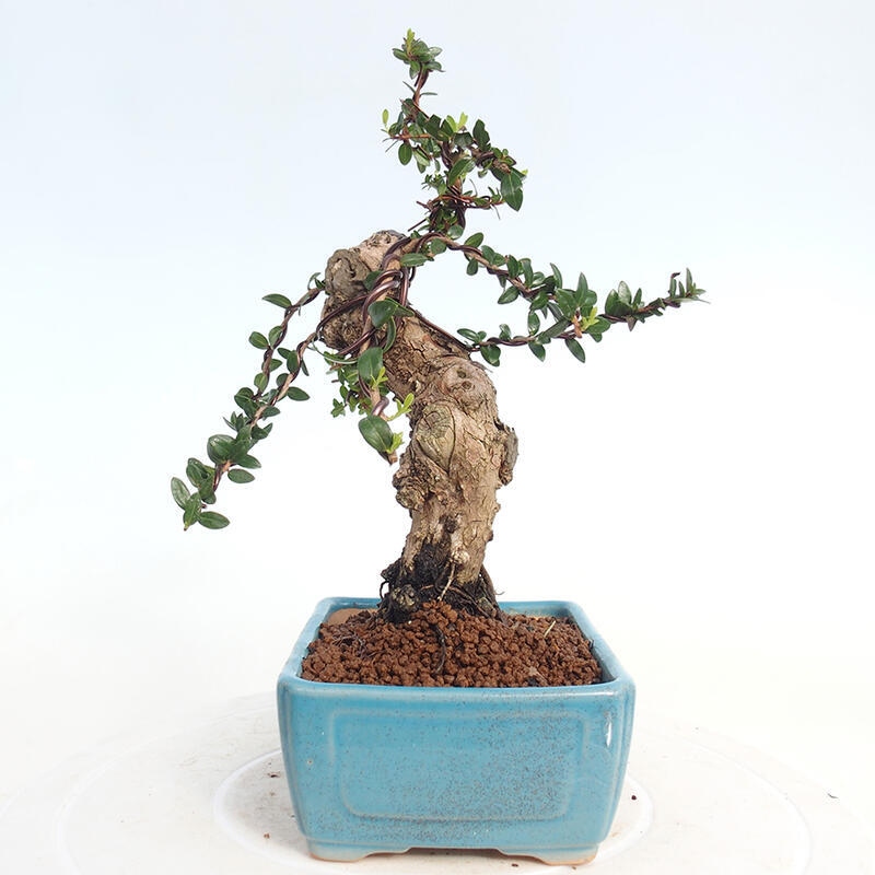 Bonsai do wnętrz - Myrtus communis - Mirt pospolity