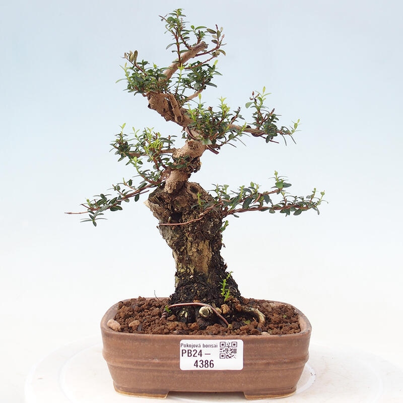 Bonsai do wnętrz - Myrtus communis - Mirt pospolity