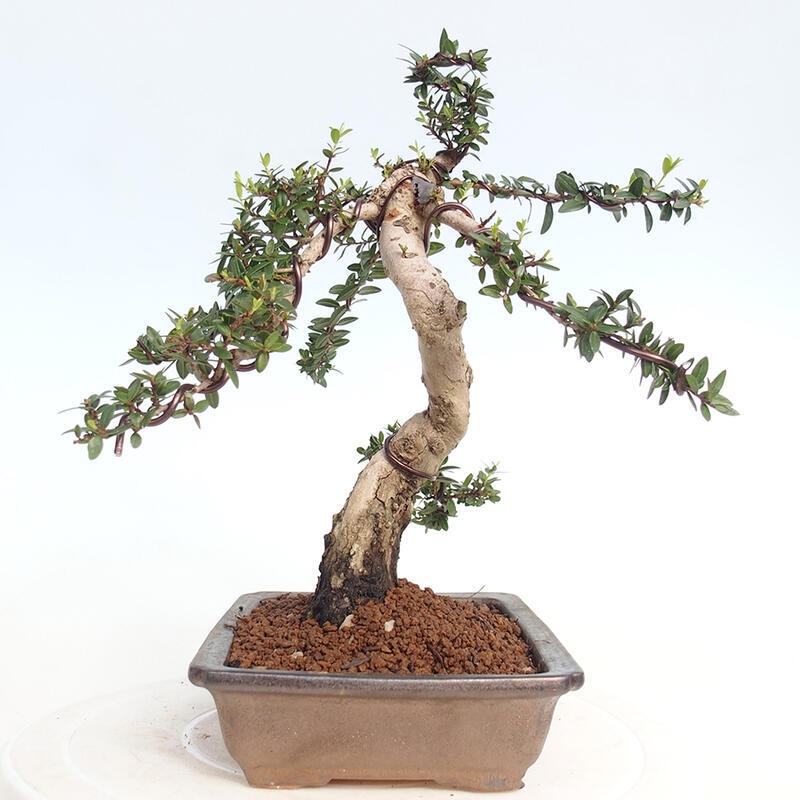 Bonsai do wnętrz - Myrtus communis - Mirt pospolity