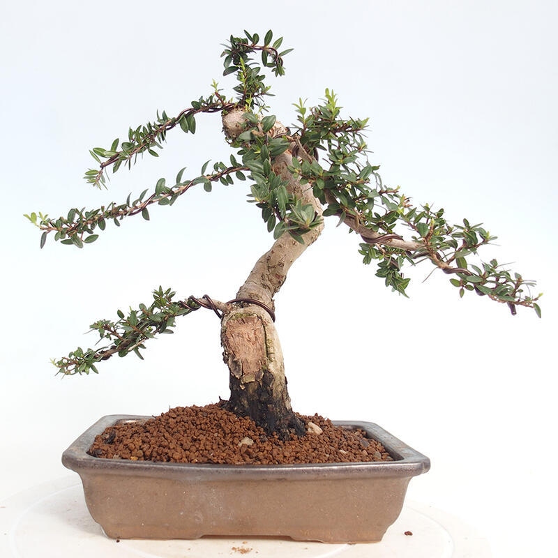 Bonsai do wnętrz - Myrtus communis - Mirt pospolity